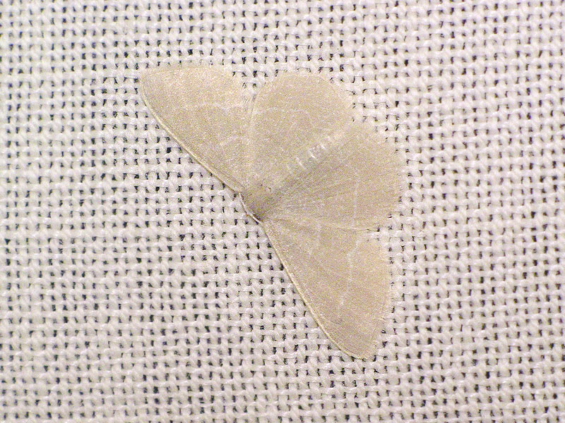 Piccolo Geometride ? domestico - Phaiogramma cf. etruscaria